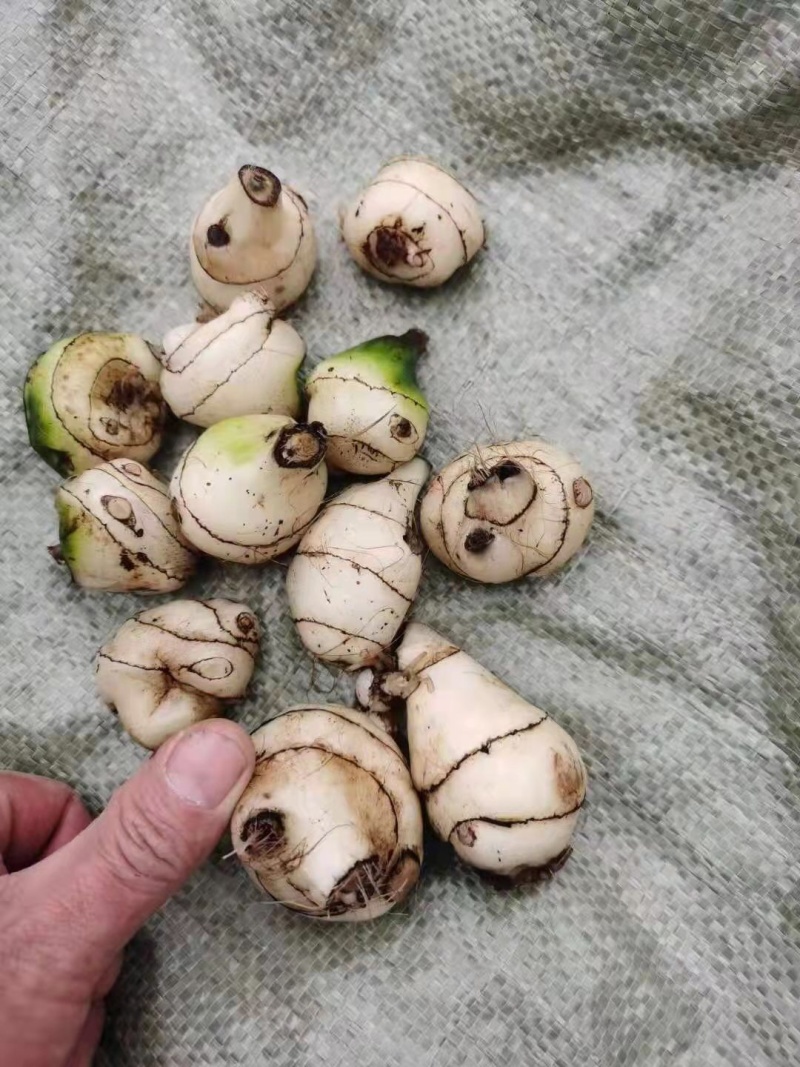 毛慈菇苗，免费提供技术，包回收，包回收一件代发