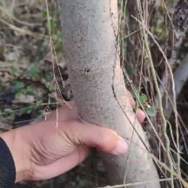 自产自销良种薄皮核桃苗木现货直供现货批发基地直销欢迎实地