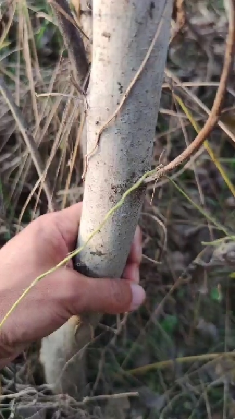 自产自销良种薄皮核桃苗木现货直供现货批发基地直销欢迎实地