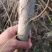 自产自销良种薄皮核桃苗木现货直供现货批发基地直销欢迎实地