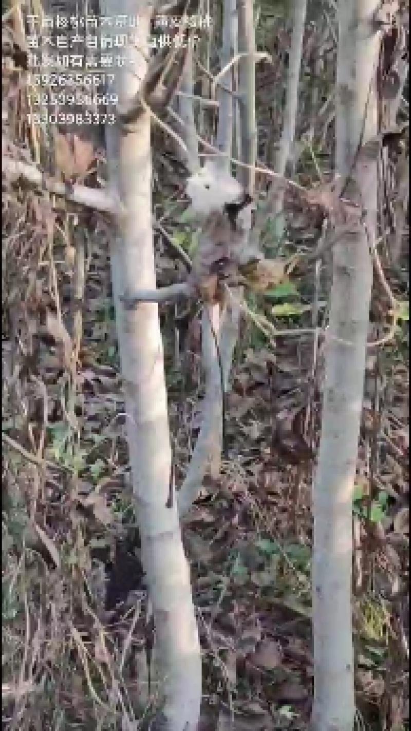 自产自销良种薄皮核桃苗木现货直供现货批发基地直销欢迎实地