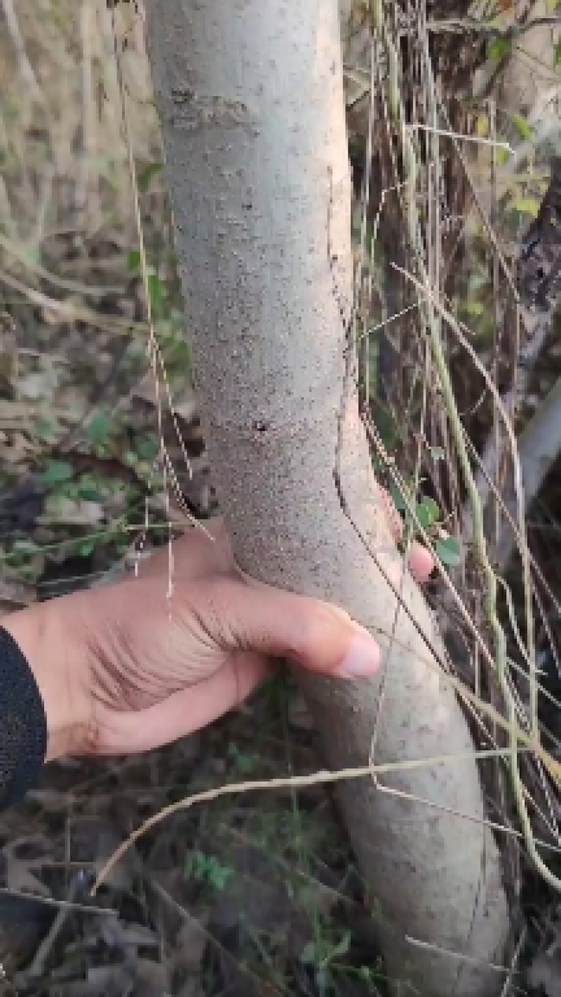 自产自销良种薄皮核桃苗木现货直供现货批发基地直销欢迎实地