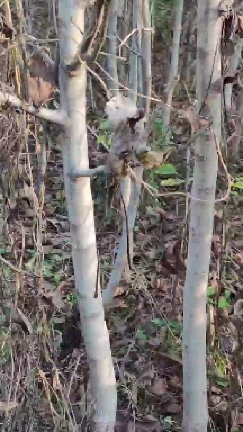 自产自销良种薄皮核桃苗木现货直供现货批发基地直销欢迎实地