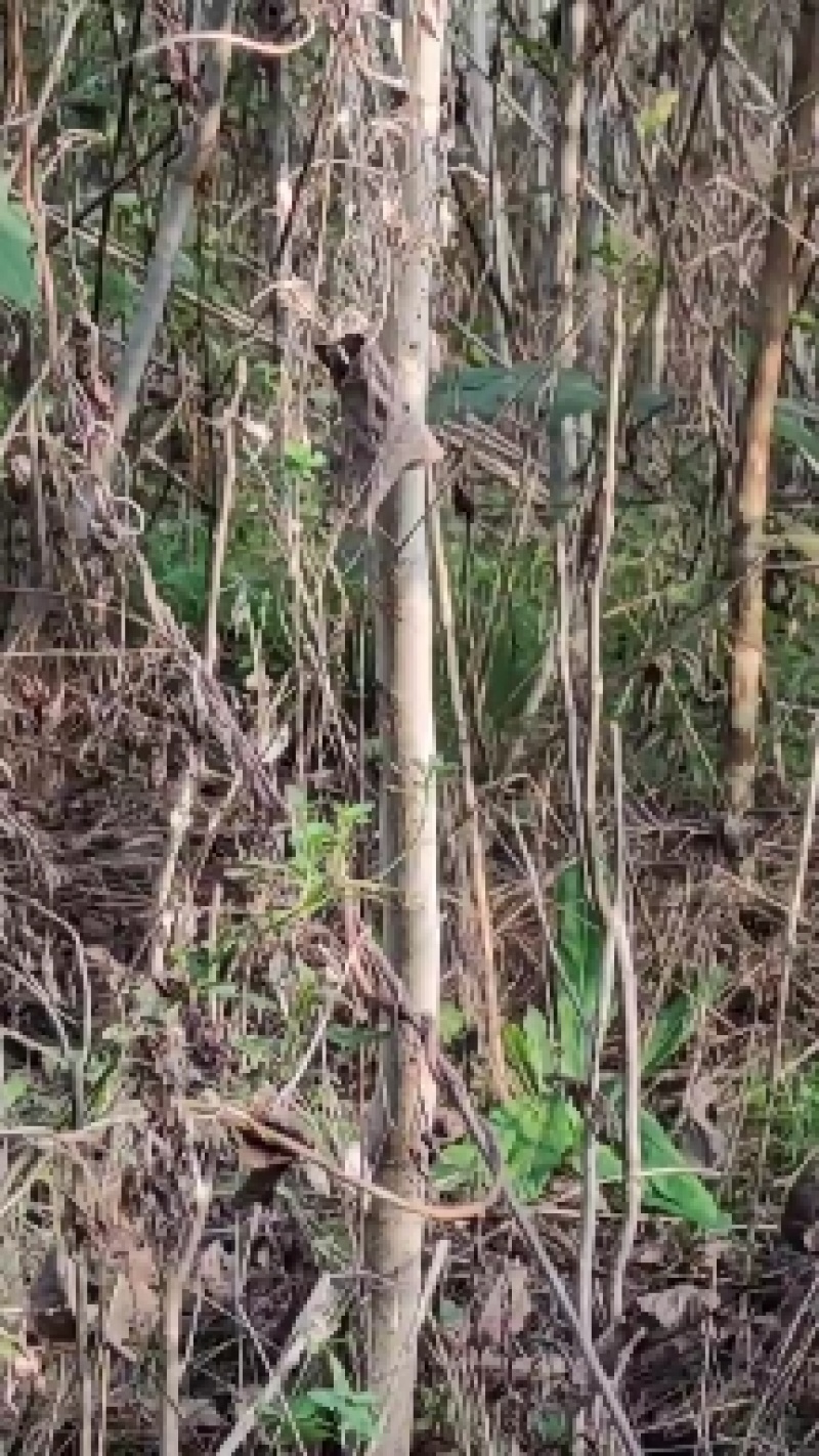 自产自销良种薄皮核桃苗木现货直供现货批发基地直销欢迎实地