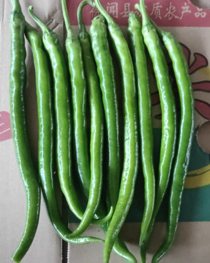 精品线椒大量有货产地直销欢迎老板选购