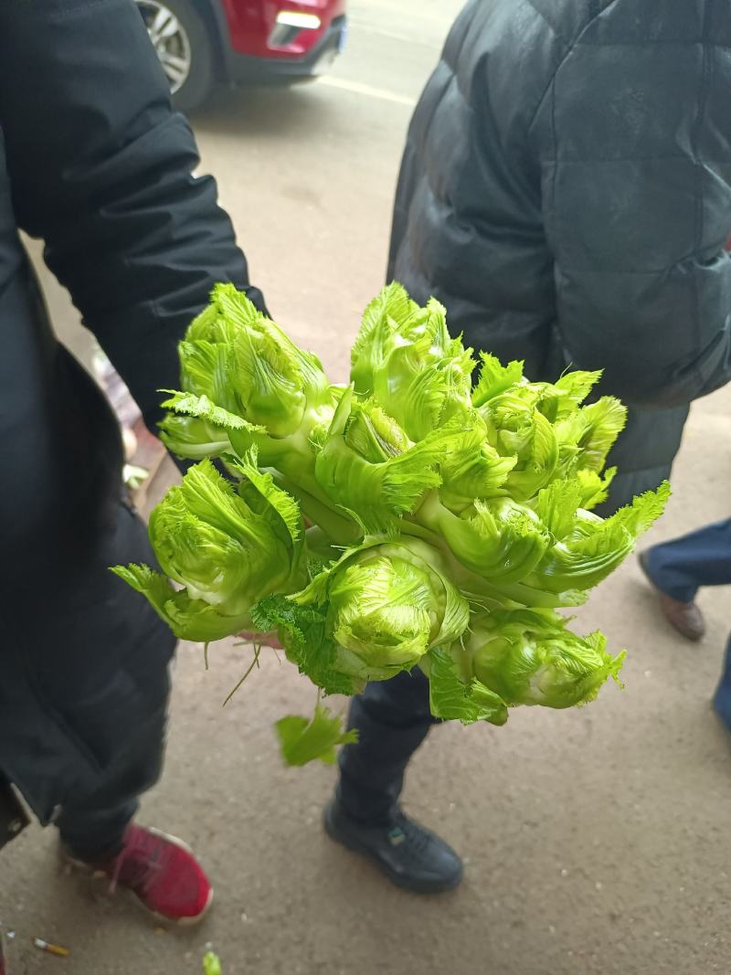 儿菜