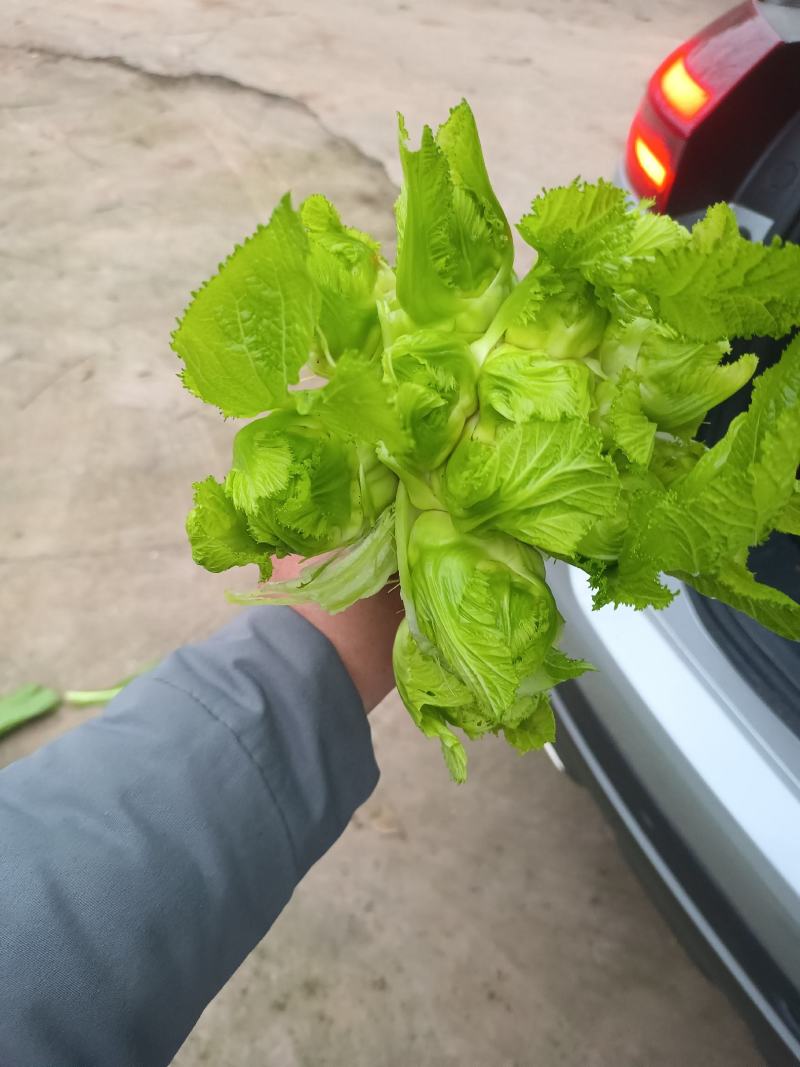 儿菜