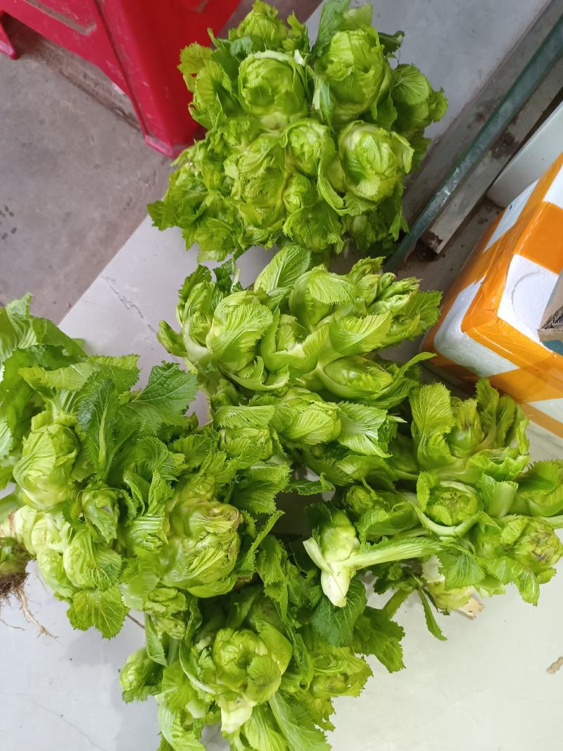 儿菜