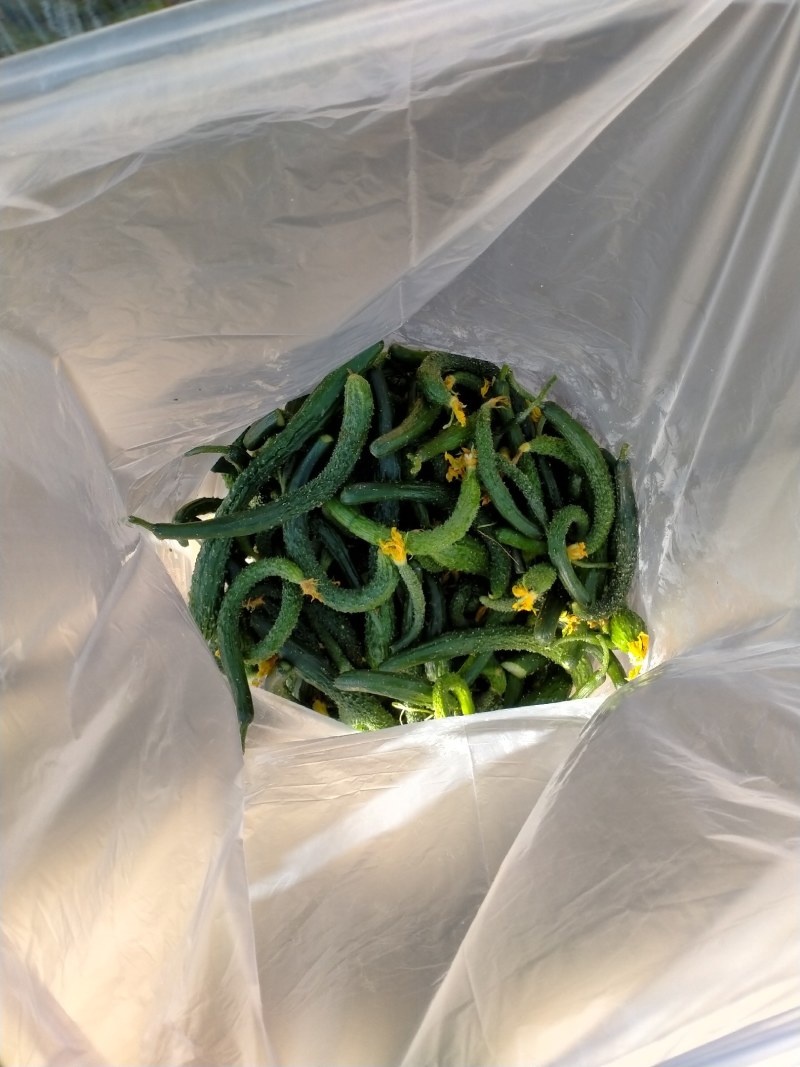 次品黄瓜黄瓜扭次黄瓜产地直销货源充足保质保