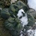 黑榻菜长寿之乡如皋精品黑塔菜货发全国品质保证价格合理！