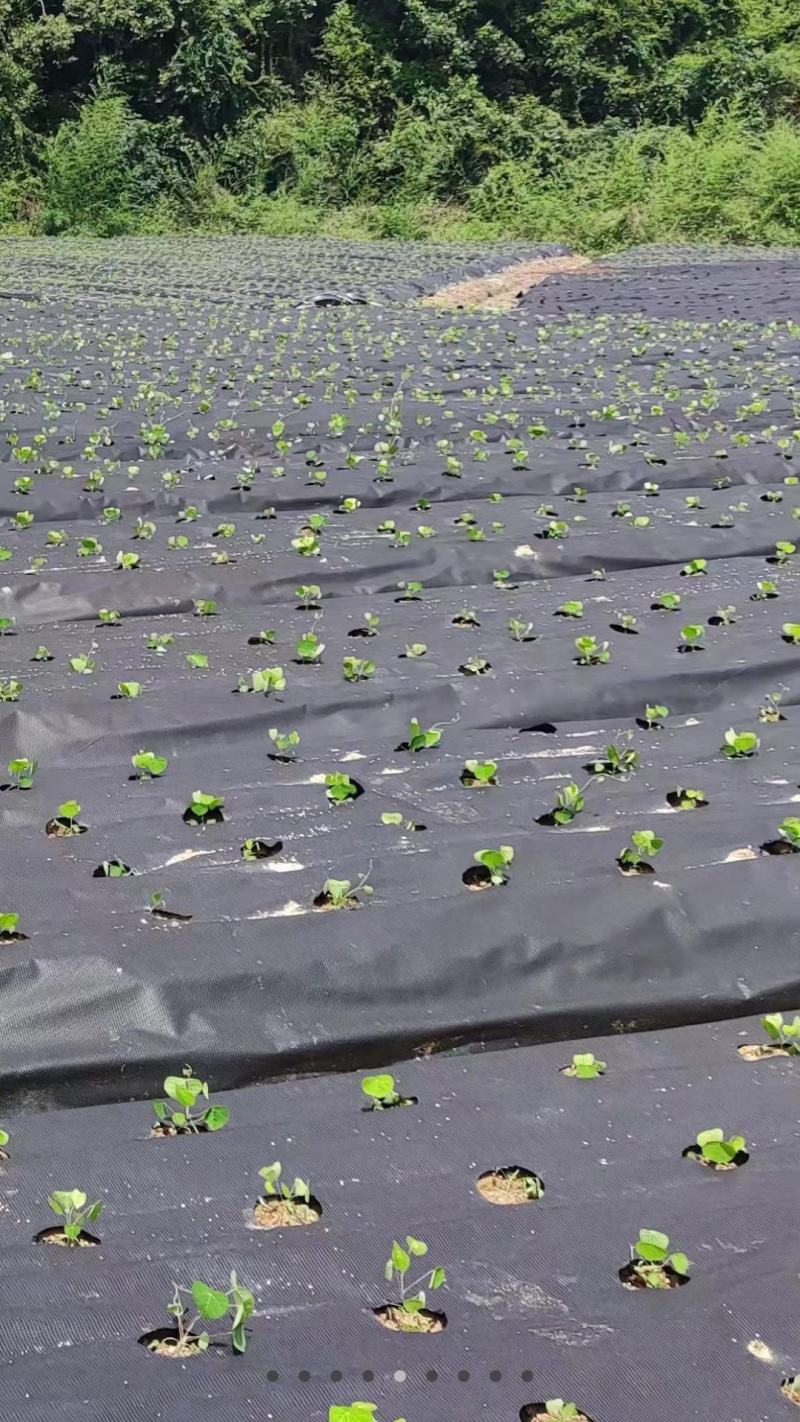 粉防己