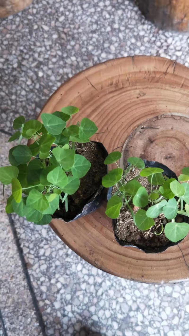 粉防己