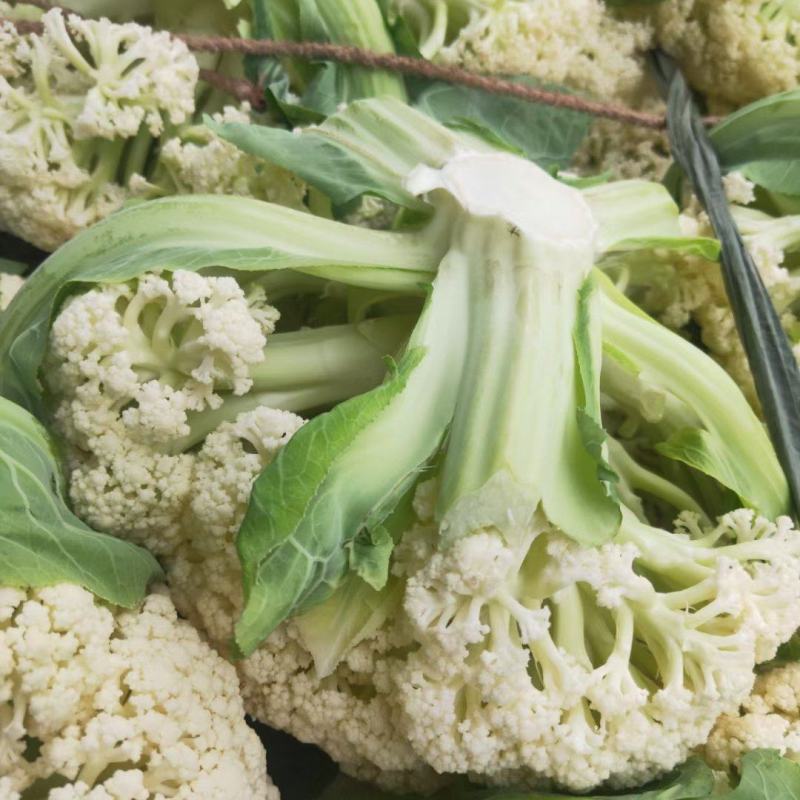 有机蔬菜批发