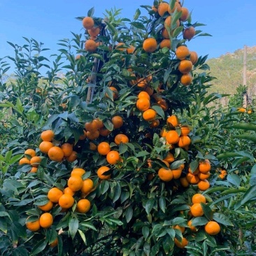 广西沃柑苗无籽沃柑苗高产量当年结果嫁接树苗盆栽地栽