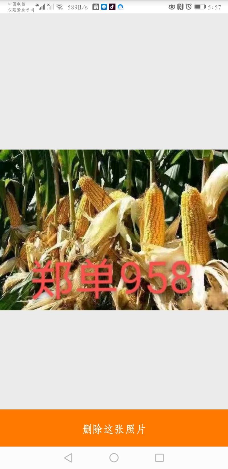 高产优质种子
