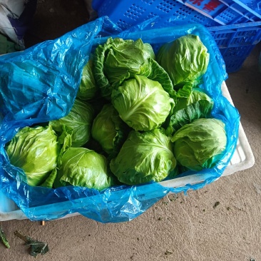 早帅甘蓝，牛心甘蓝