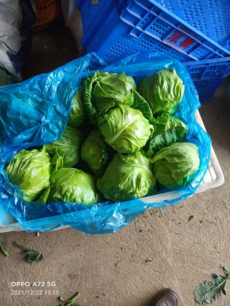 早帅甘蓝，牛心甘蓝