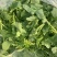 油菜苔，青油菜，长度15厘米以下精品长度20至30厘米。