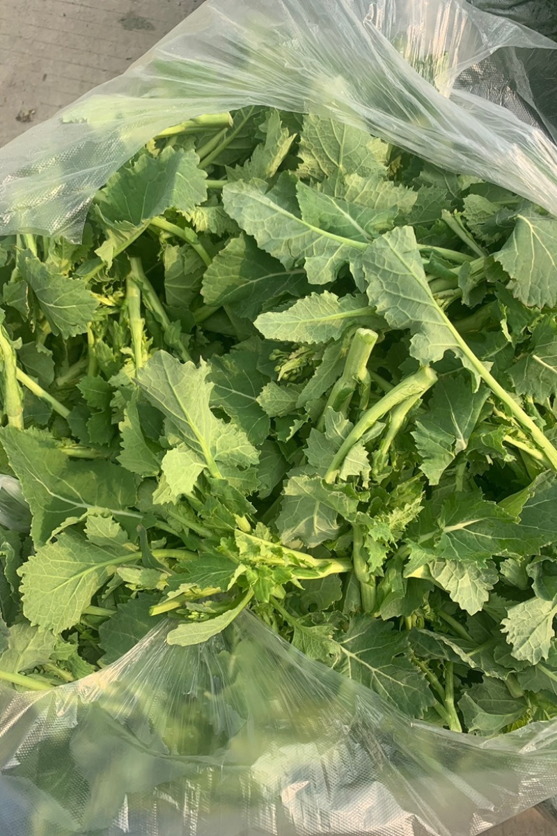 油菜苔，青油菜，长度15厘米以下精品长度20至30厘米。