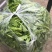 油菜苔，青油菜，长度15厘米以下精品长度20至30厘米。