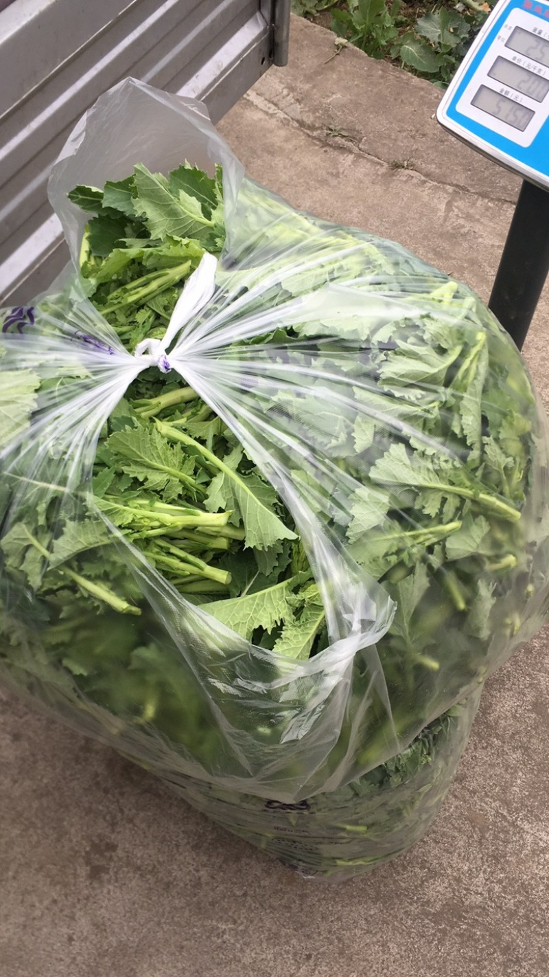 油菜苔，青油菜，长度15厘米以下精品长度20至30厘米。