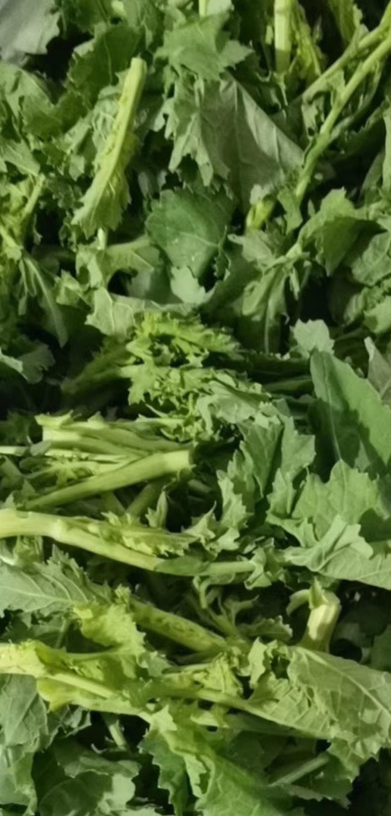 油菜苔，青油菜，长度15厘米以下精品长度20至30厘米。