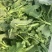 油菜苔，青油菜，长度15厘米以下精品长度20至30厘米。