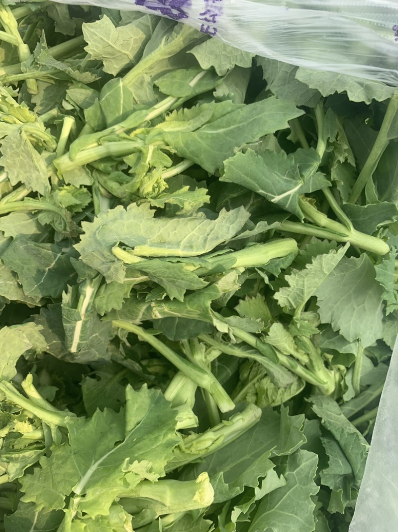 油菜苔，青油菜，长度15厘米以下精品长度20至30厘米。