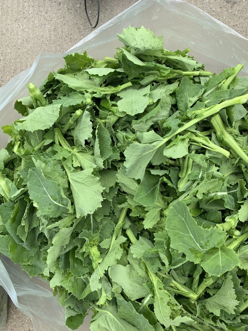 油菜苔，青油菜，长度15厘米以下精品长度20至30厘米。