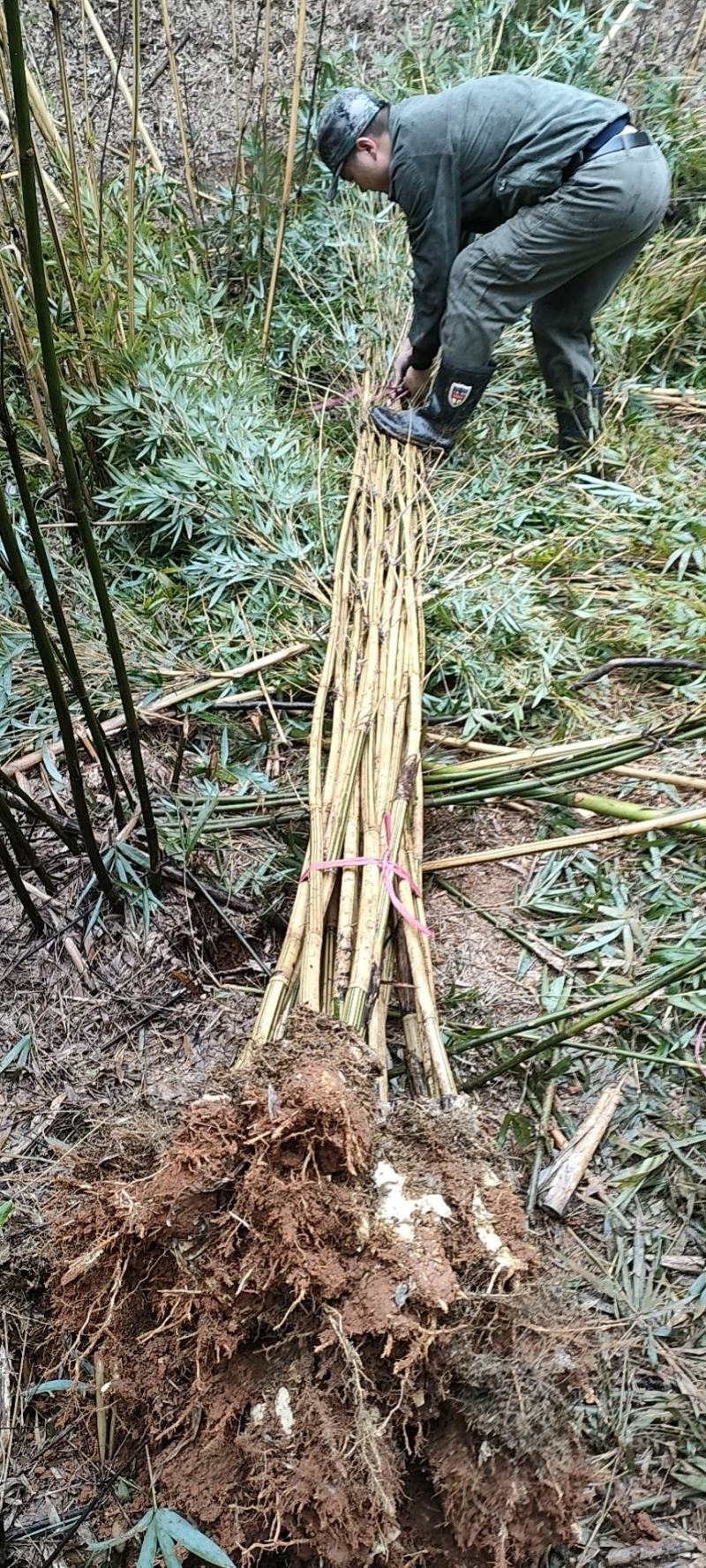 黄金竹