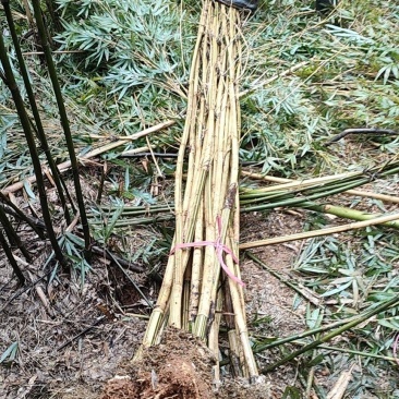 黄金竹