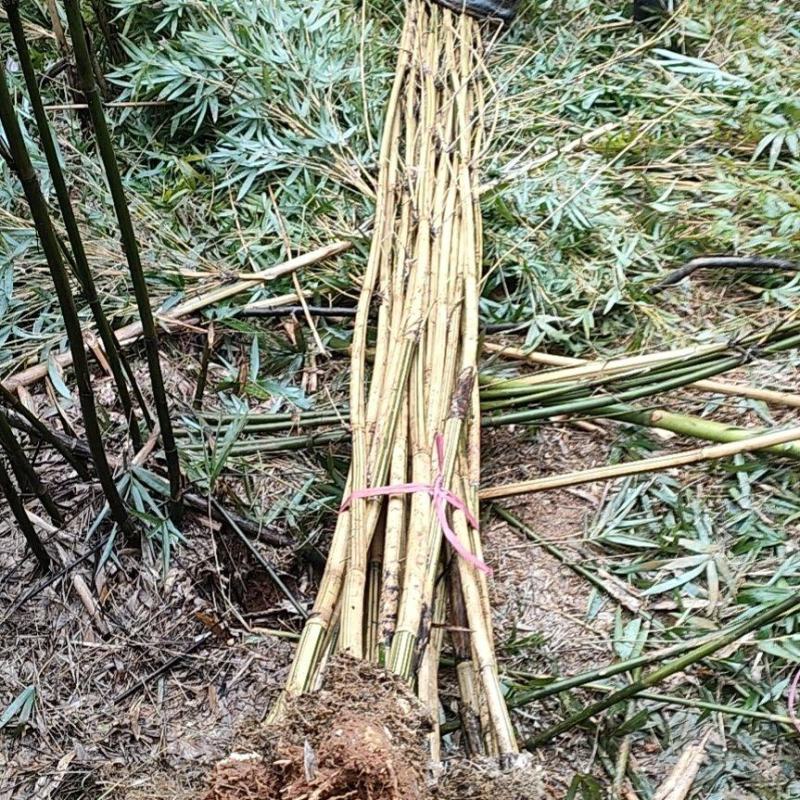 黄金竹