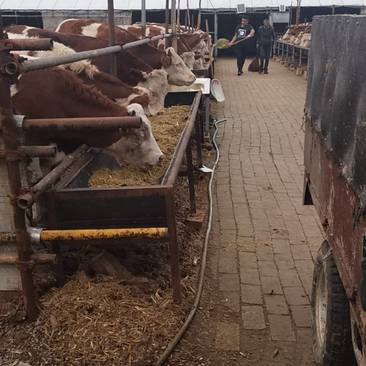 西门塔尔牛犊好喂养抗病能力强适合各个地方养殖