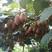 水杨桃嫁接苗，绿心猕猴桃苗，品种齐全，翠香，米良一号等
