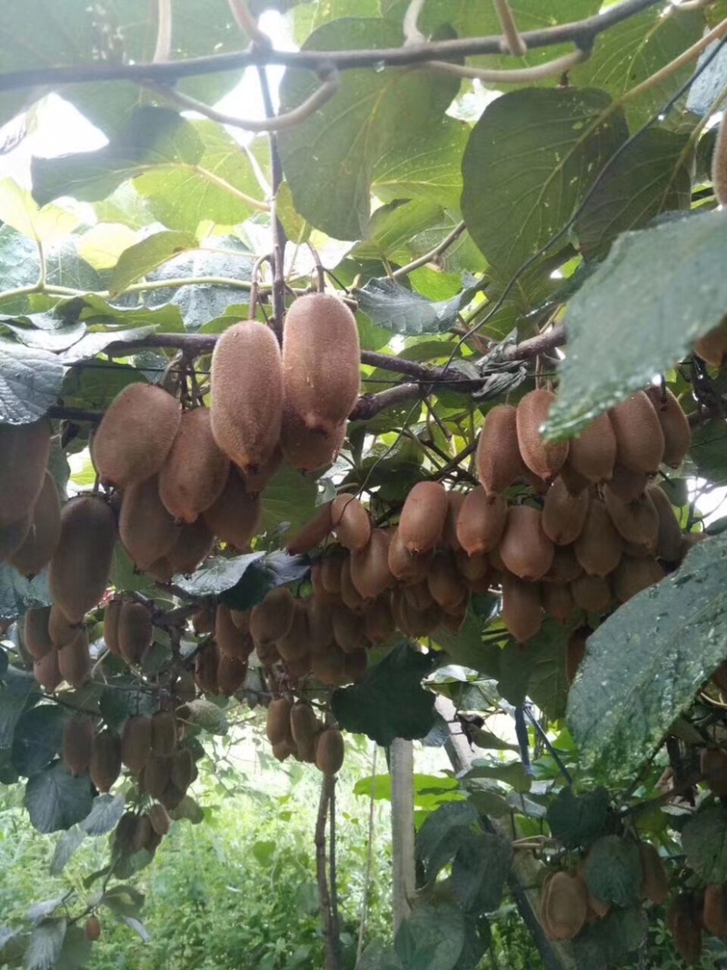 水杨桃嫁接苗，翠香，米良一号，徐香，贵长，瑞玉，翠玉