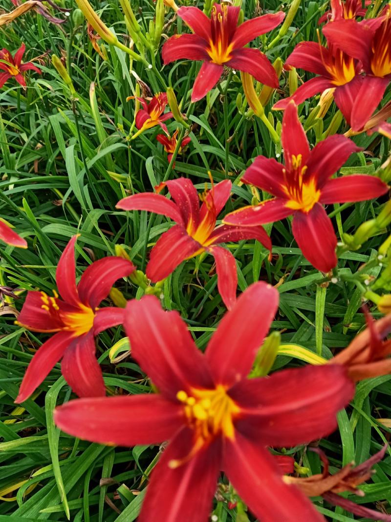 金娃娃萱草，红花萱草，辽宁宿根花卉基地销各种萱草
