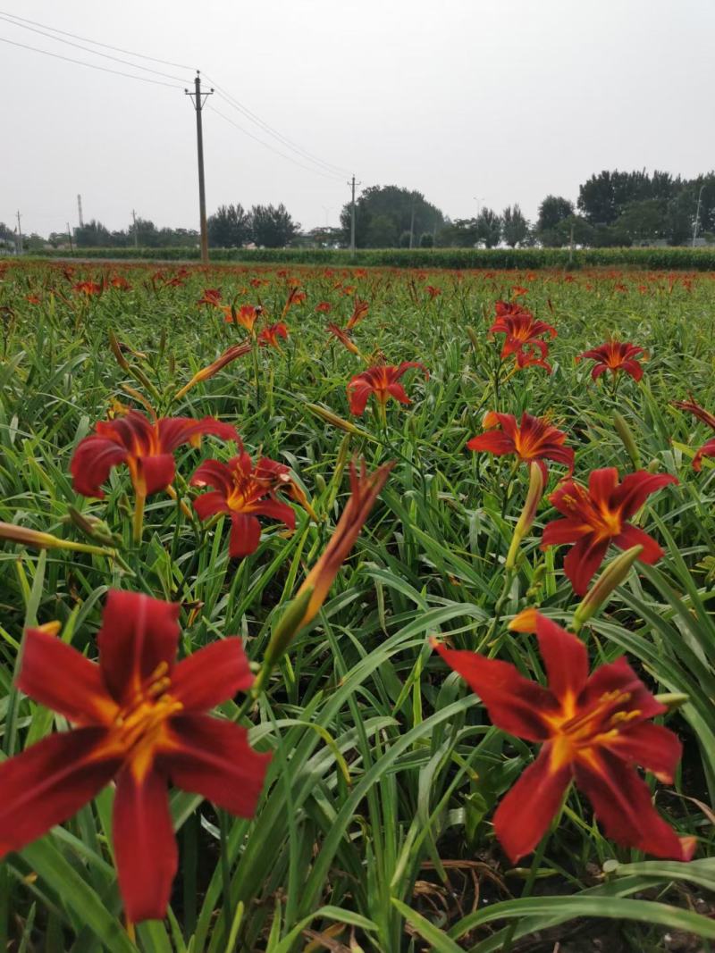 金娃娃萱草，红花萱草，辽宁宿根花卉基地销各种萱草