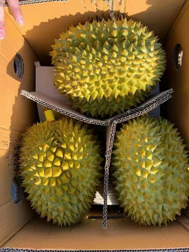 批发【榴莲】肉多香甜5～6头各种品牌都有实惠价