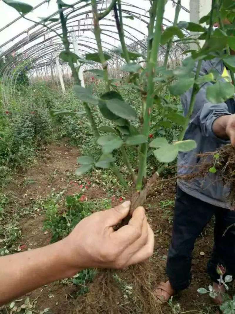玫瑰老桩大花月季老桩基地直销质量保证适应绿化遵院种植