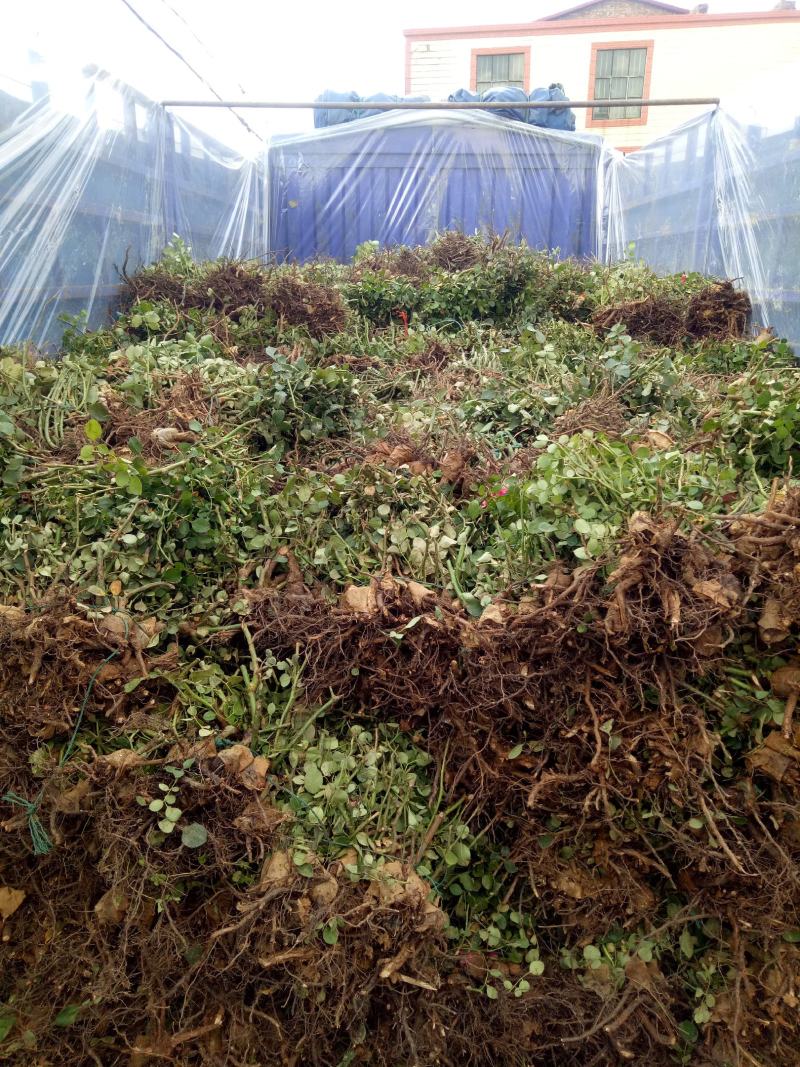 玫瑰老桩大花月季老桩基地直销质量保证适应绿化遵院种植