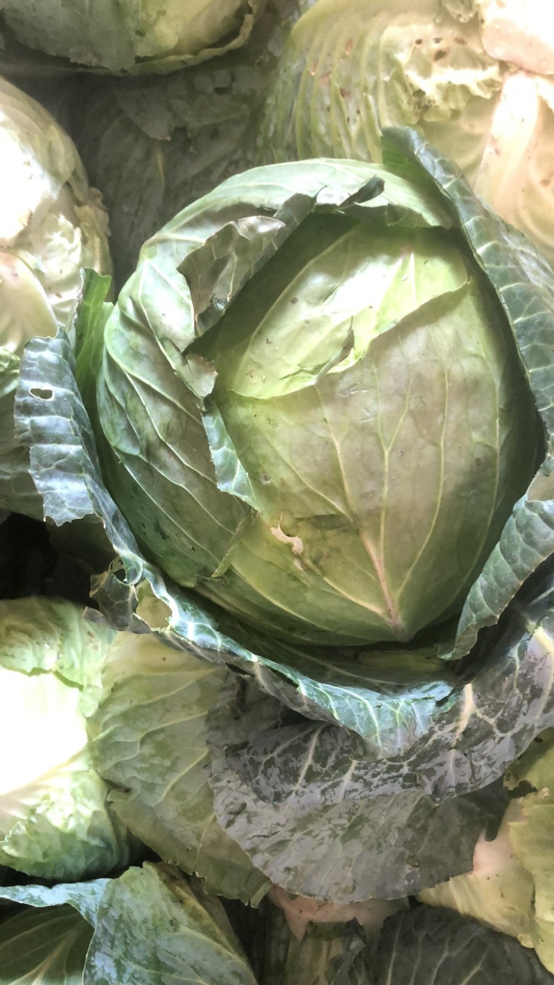 扁包，包菜，大包菜支持产地发车加工厂市场货