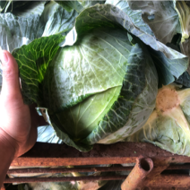 扁包，包菜，大包菜支持产地发车加工厂市场货