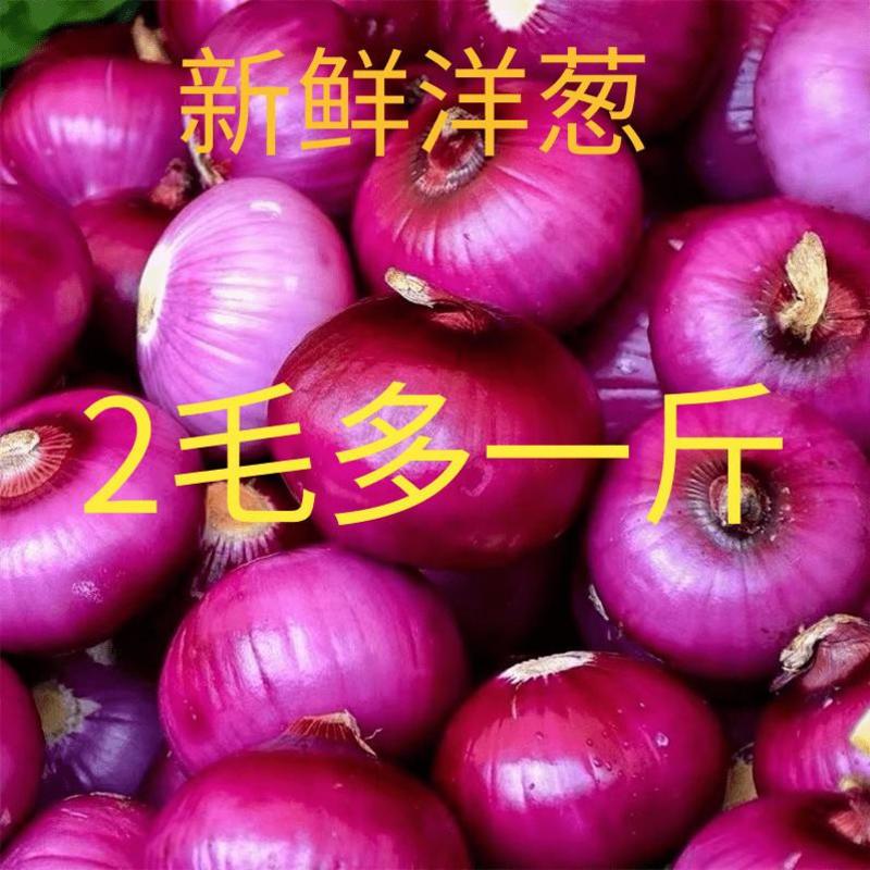 【红皮紫皮洋葱】产地批发、电商商超市场货价格便宜