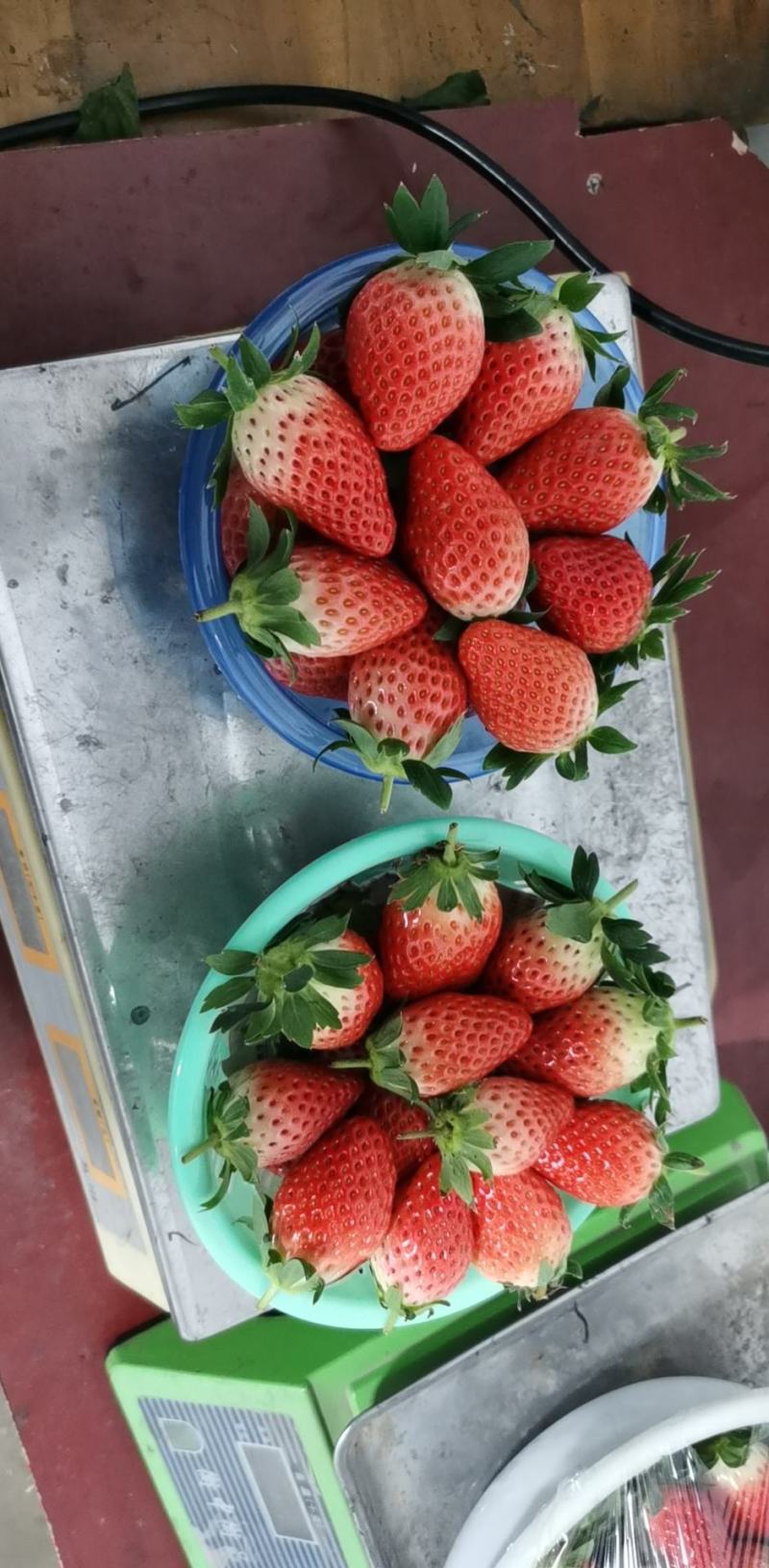 甜宝章姬草莓，品质保证，产地直发，价格优惠，诚信经营