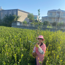 长林系列嫁接油茶苗，品种良