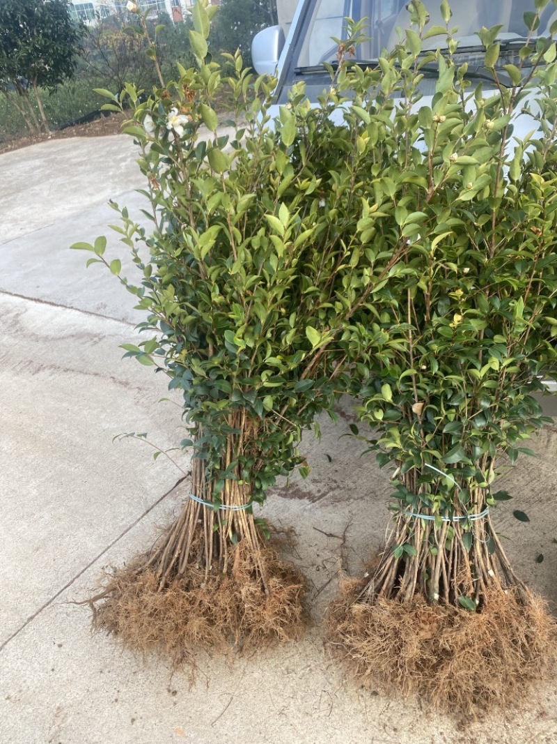 长林系列嫁接油茶苗，品种良