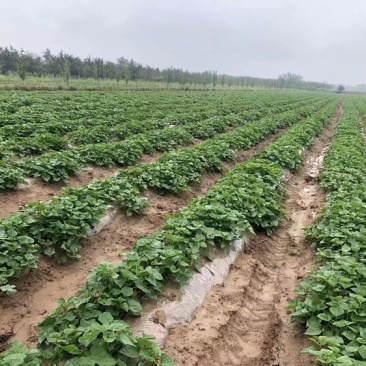 成活率高红薯苗原产地基地包技术