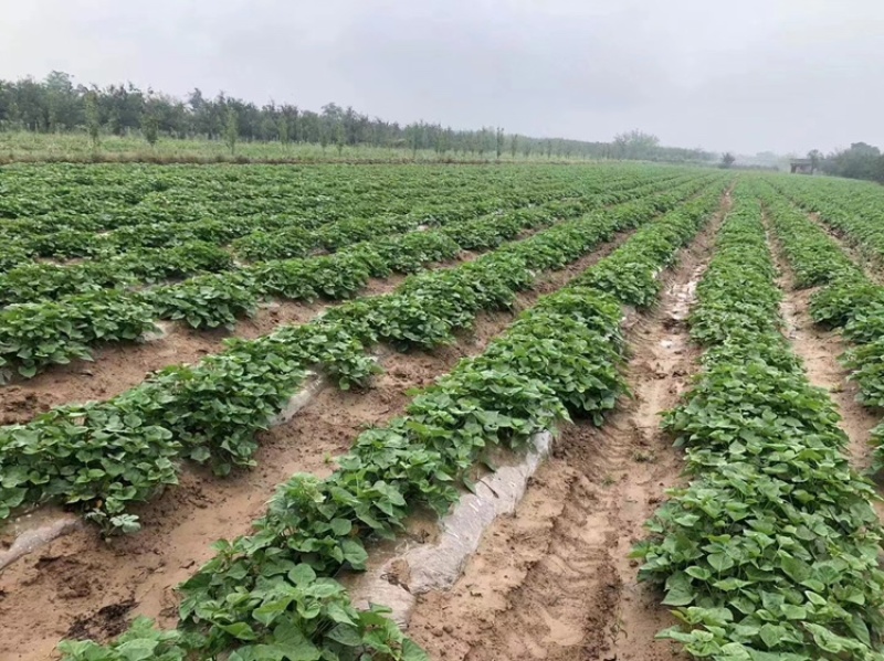 成活率高红薯苗原产地基地包技术