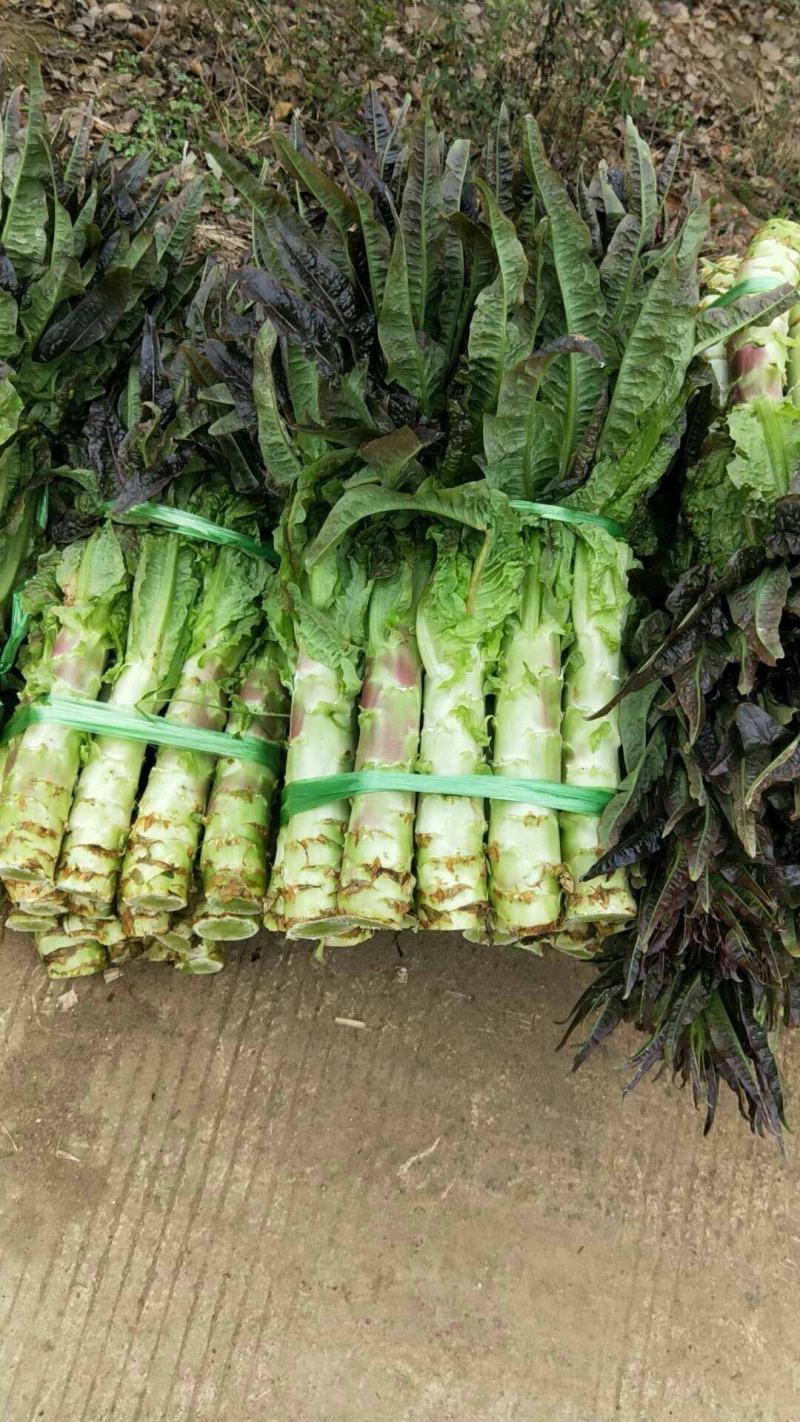 红叶香莴苣，大量供应一手货源，无花无空心，价格便宜