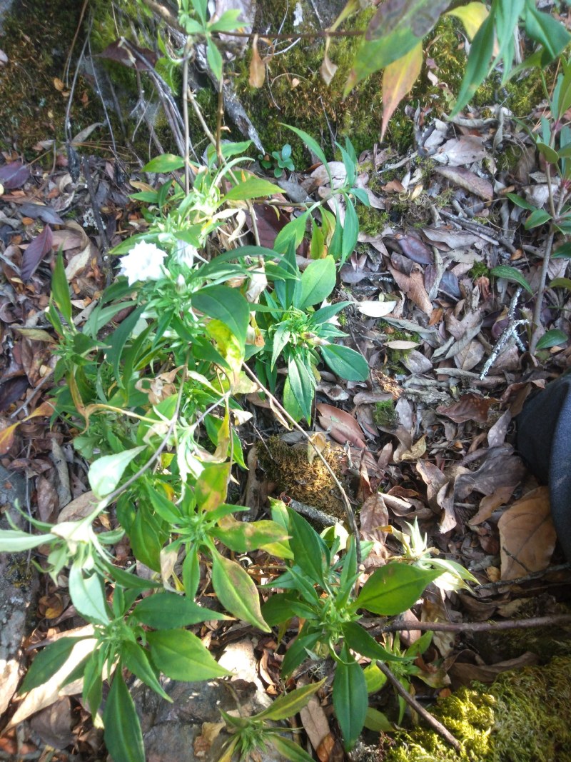中药材龙胆草鲜货干货四川凉山野生现采发